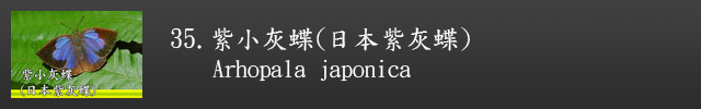 另開視窗至紫小灰蝶(日本紫灰蝶)