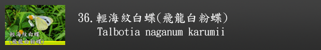 另開視窗至輕海紋白蝶(飛龍白粉蝶)