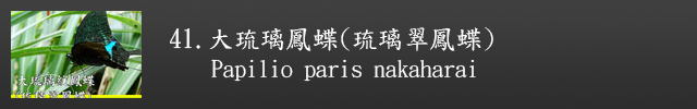 另開視窗至大琉璃紋鳳蝶(琉璃翠鳳蝶)