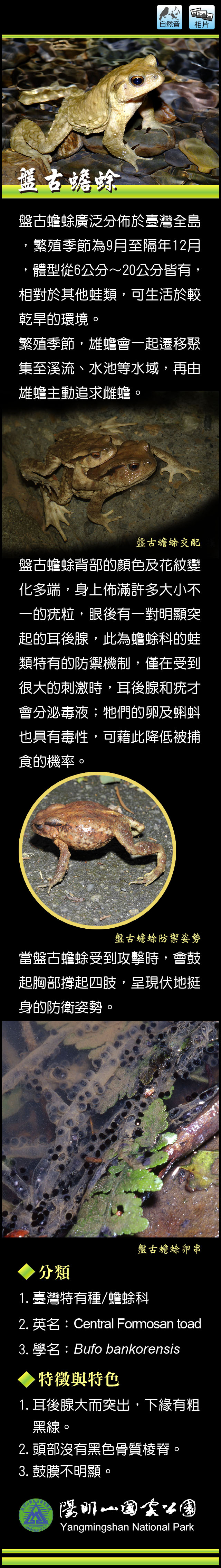 盤古蟾蜍介紹