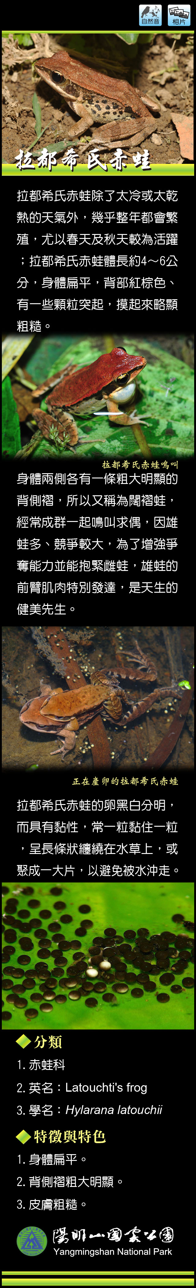 拉都希氏赤蛙介紹