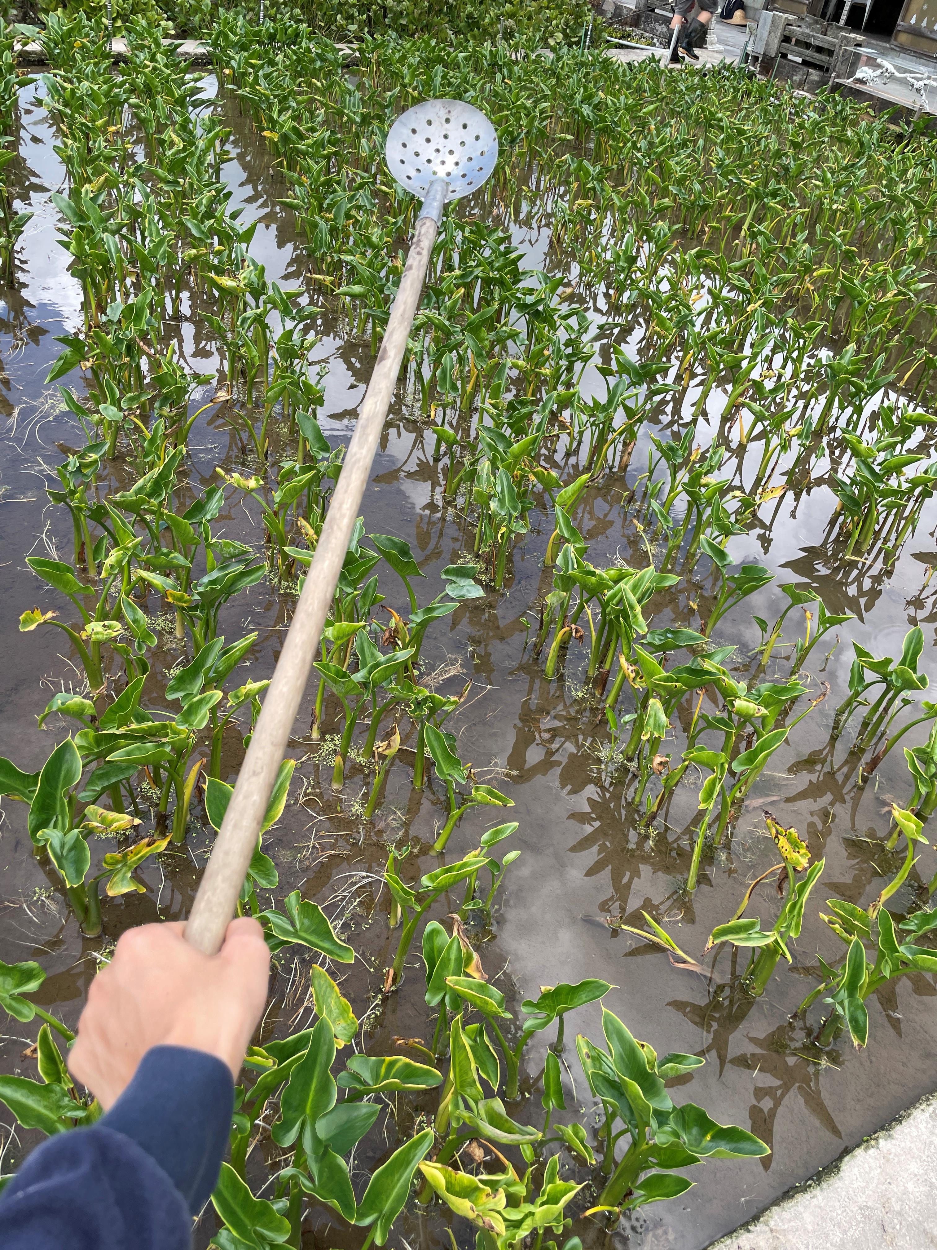 農友自製的撈螺神器