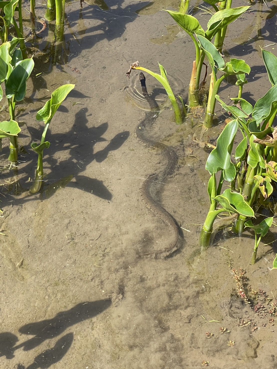 農田裡赤腹游蛇的身影